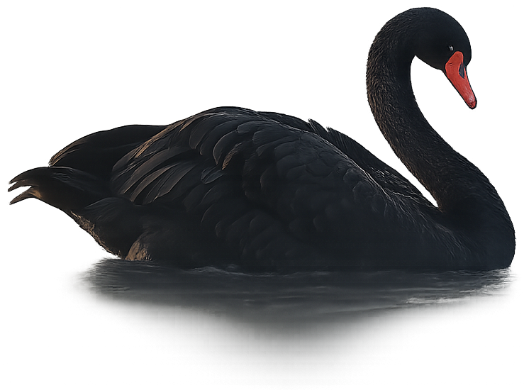 Black Swan